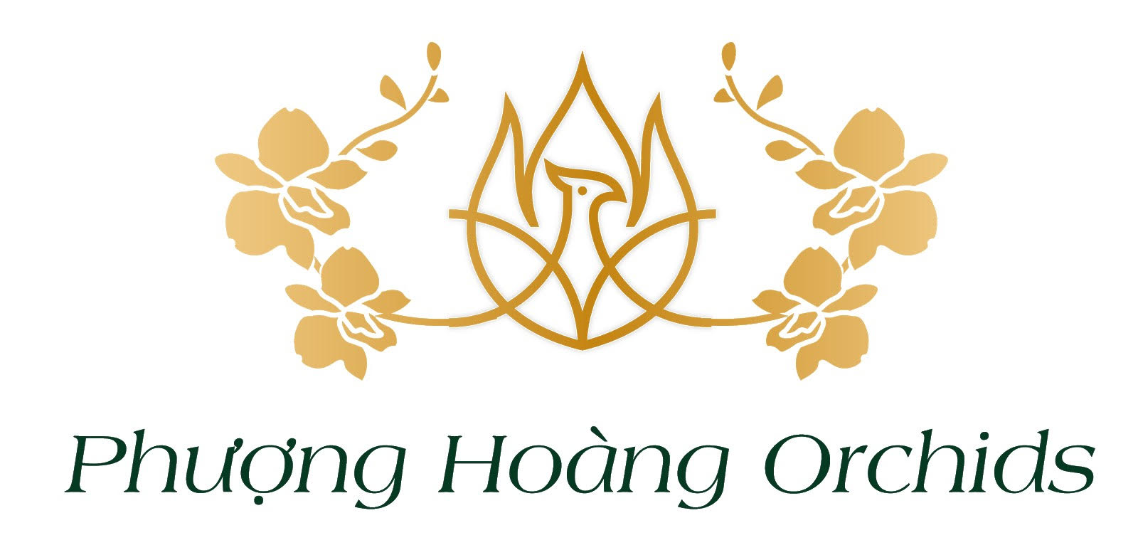 Phượng Hoàng Ocrhids